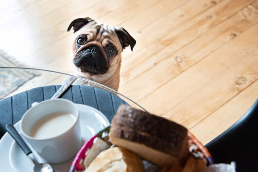 dog pug climbing on the table and looking at breakfast