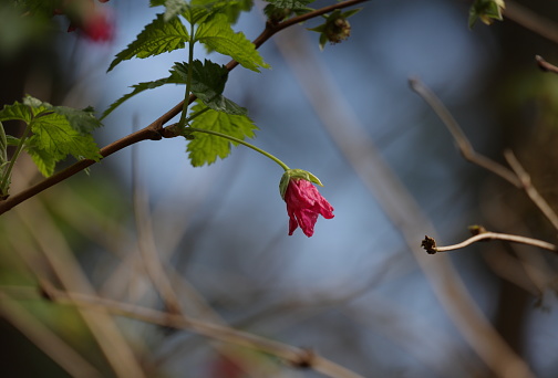 Rosa gymnocarpa.\nSelective focus on the Baldhip rose at the end of a twig. West Coast forest in springtime.