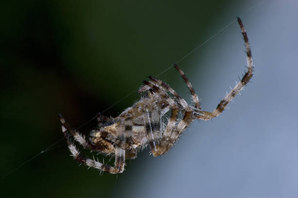 istock Garden Orb Spider At Night, Large Detailed Horizontal Macro Closeup, Diagonal Web Thread, Blue Green Background, Gentle Bokeh 1487819531