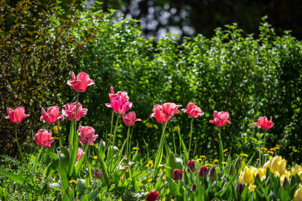 istock pink tulip flowers 1487820389