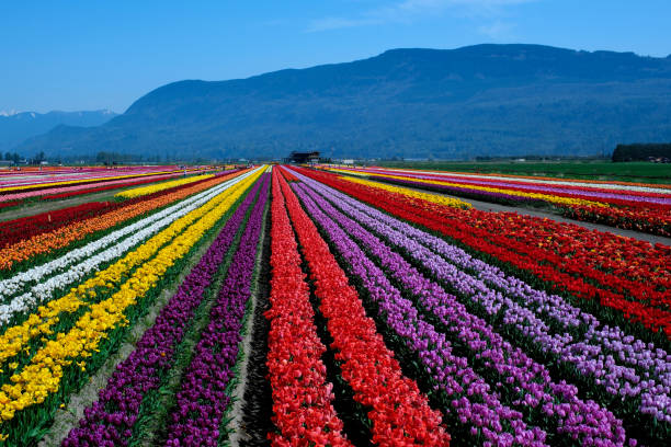 ABBOTSFORD TULIP FESTIVAL brought to you by Lakeland Flowers Tulips Colorful blooming flowers on plantation farm field at sunny spring day with mountains and highway on the background. Tulips Colorful blooming flowers on plantation farm field at sunny spring day with mountains and highway on background. British Columbia Canada ABBOTSFORD TULIP FESTIVAL 2023 abbotsford canada stock pictures, royalty-free photos & images