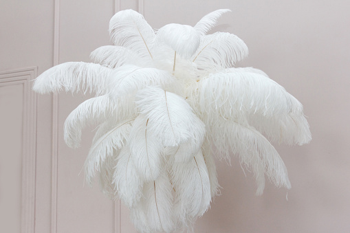 Set of feathers, large white and fluffy hangs in weightlessness in room as a beautiful interior detail