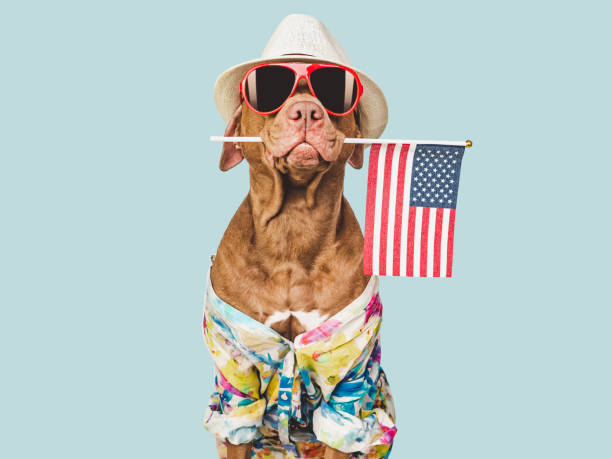 istock Charming brown puppy, sun hat and American flag 1487821764