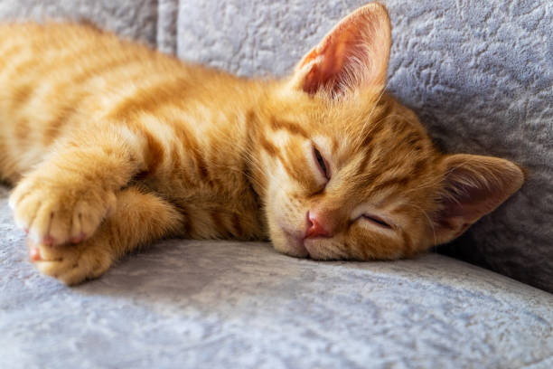 istock Small cute ginger kitten sleeping on the sofa. Pets, care. 1487821820