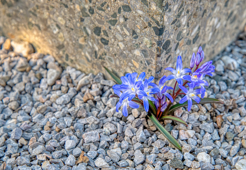 a blue flowering plant of squill on gravel