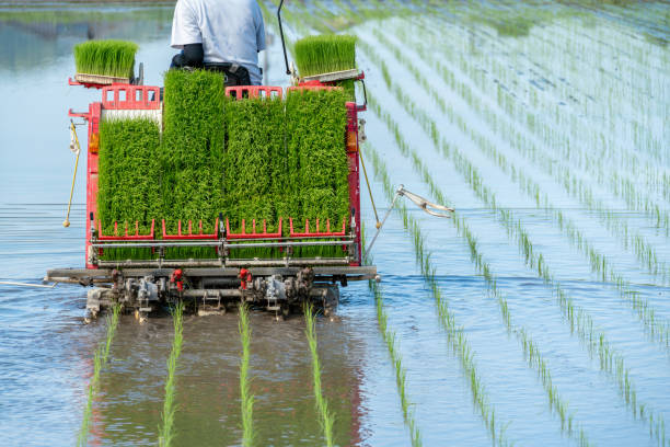 Image of planting rice using a rice transplanter