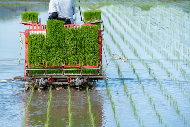 Image of planting rice using a rice transplanter Image of planting rice using a rice transplanter paddy transplanter stock pictures, royalty-free photos & images