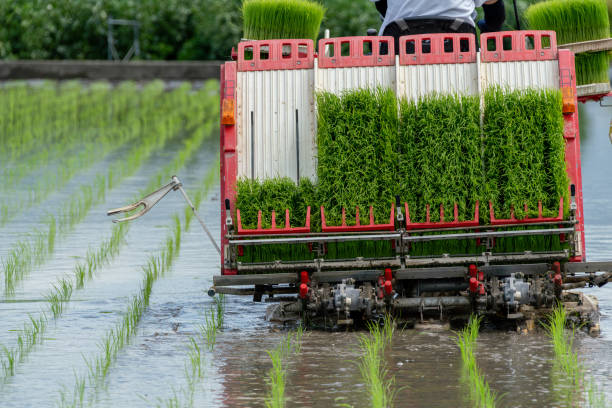 istock Image of planting rice using a rice transplanter 1487822258