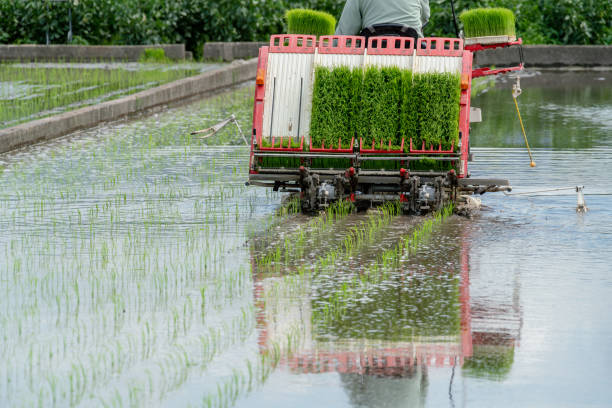 istock Image of planting rice using a rice transplanter 1487822293