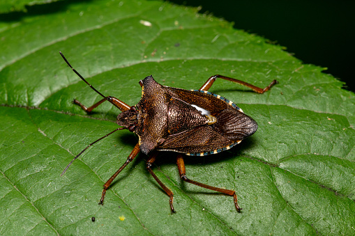 close up view of a forest shiedlbug sitting on a green leaf