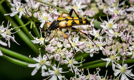 close-up view of a spotted longhorn beetle on white blossoms