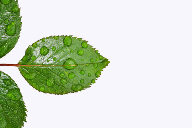 Young green rose leaves with raindrops. Close up view, isolated on white background, copy space for text