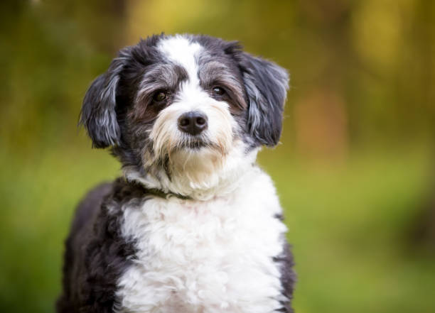 istock A Shih Tzu x Poodle mixed breed dog looking at the camera 1487826002