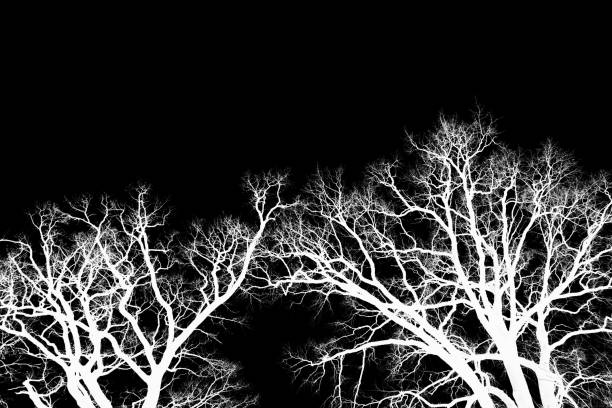 istock Silhouettes of white branches of tree with dramatic dark sky. 1487826174