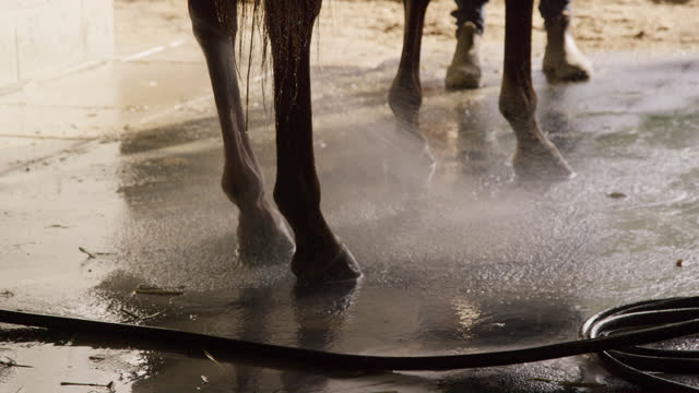 Slow Motion Shot of a Worker Spraying a Thoroughbred Horse's Feet with Water from a Hose in a Barn on a Farm