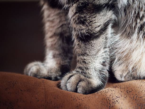 Unrecognizable woman holding her cat, while he looking at camera and touching in with paws