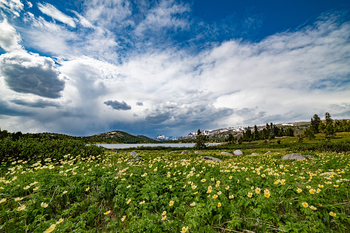 Wildflowers, storm clouds from the Beartooth highway in Montana, in western USA of North America.. Nearest cities are Denver, Colorado, Salt Lake City, Jackson, Wyoming, Gardiner, Cooke City, Bozeman, and Billings, Montana, North America.