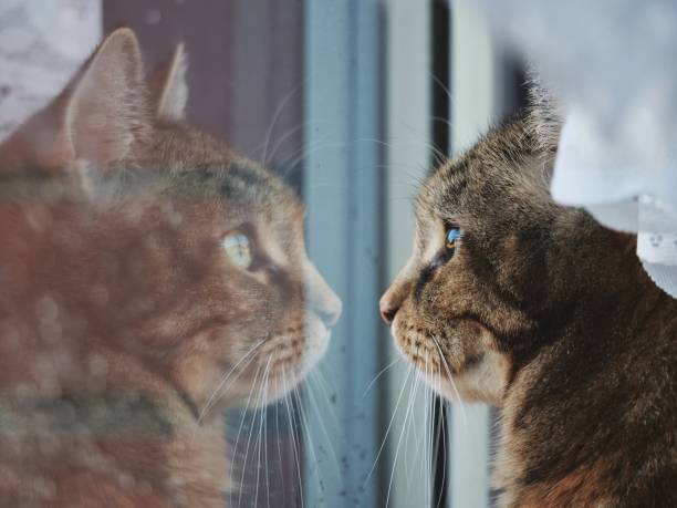 istock Cat looks out the window 1487827385