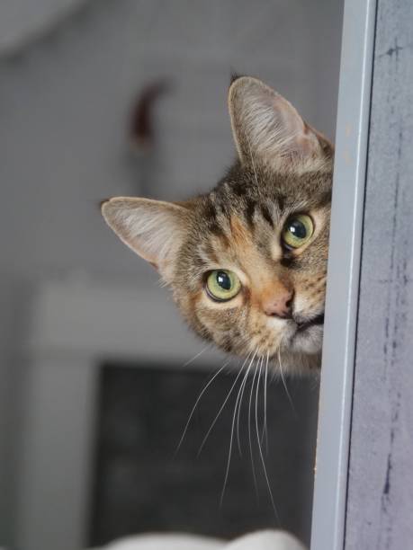 istock Cat looks around the corner 1487827466