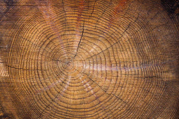 istock Texture of a cut tree with annual rings. 1487827500