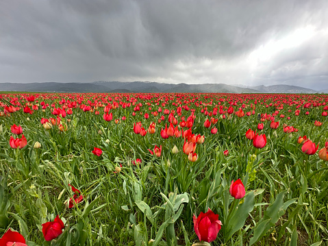 Naturally occurring tulips