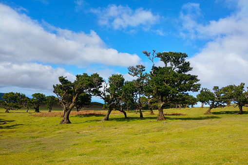 A green meadow with trees against the blue sky. A sunny summer day