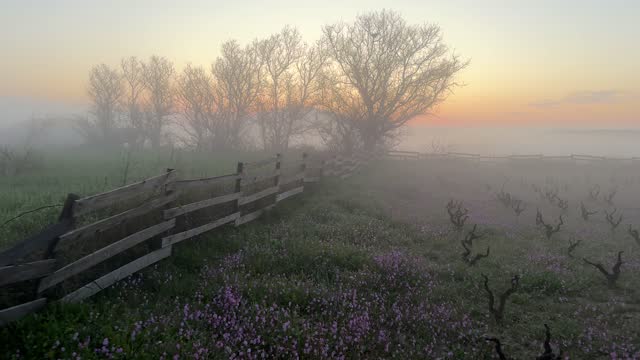 Pruned old system vineyard and spring flowers in morning fog
