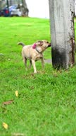 istock Cute little dog sniffs light pole in neighborhood public park at noon 1487831369
