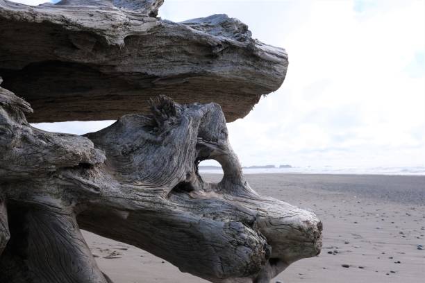 istock Various driftwood laying on the beach along the Oregon coastline 1487833553