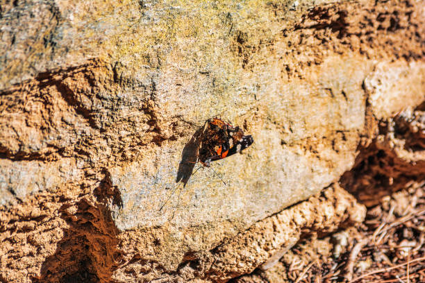 A black, orange, and white butterfly resting on Greece's rocky soil.
