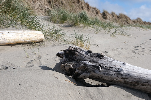 Various driftwood, large and small laying on several beaches along the Oregon coastline against cloud skies.  Large weathered logs, worn and weathered root tree stumps and some with holes where a photo of the ocean was taken with the driftwood framing the ocean.
