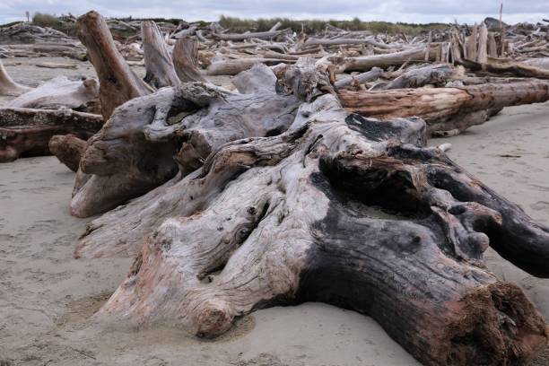 istock Various driftwood laying on the beach along the Oregon coastline 1487833576