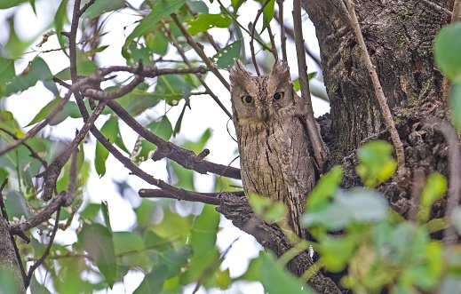 Pallid Scops Owl (Otus brucei) is a species of owl found in the extinction stage. Grasshoppers are fed with insects, mice and small reptiles.