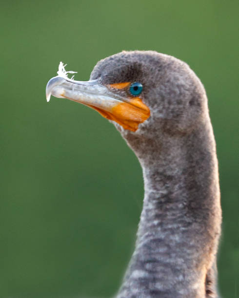 Double-crested Cormorant at the Wakodahatchee Wetlands