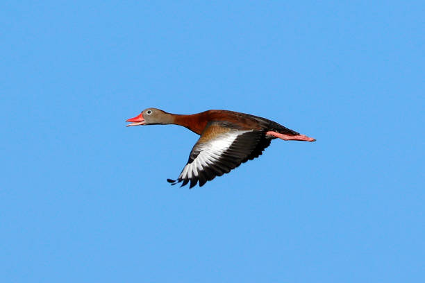 Black Bellied Whistling Duck at the Wakodahatchee Wetlands stock photo