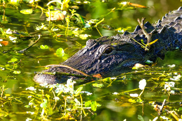 istock Alligator at the Wakodahatchee Wetlands 1487834474