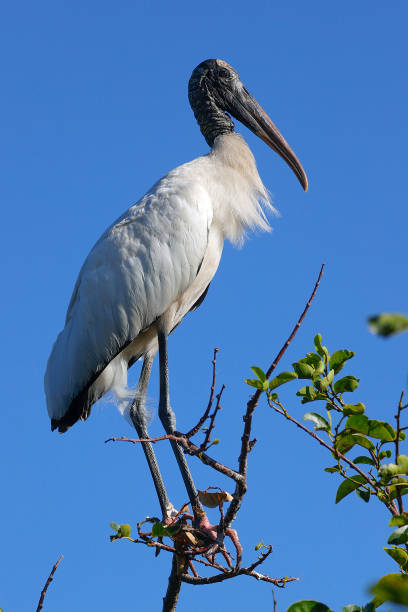 istock Wood Stork at Wakodahatchee Wetlands 1487834478