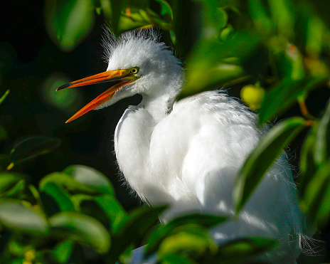 Egret at the Wakodahatchee Wetlands in Delray Beach, Florida.