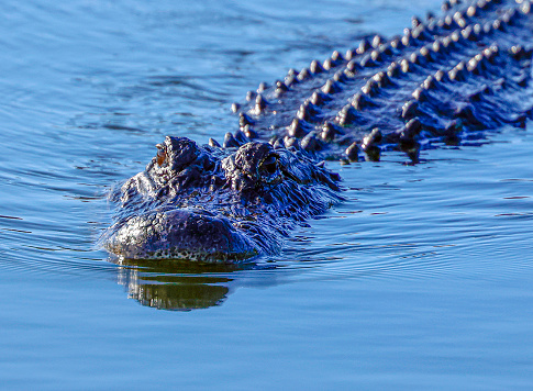 Water level view of a wild Alligator in Florida