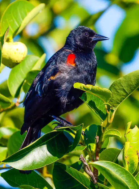 Red Winged Blackbird at the Wakodahatchee Wetlands in Delray Beach, Florida.