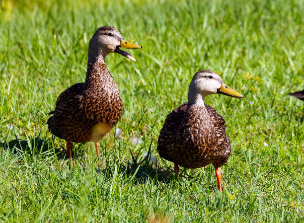 istock Mottled Duck at the Wakodahatchee Wetlands 1487834505