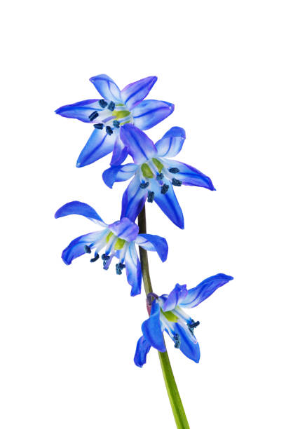 istock spring primrose, snowdrop flower with stem, isolated on a white background 1487835422