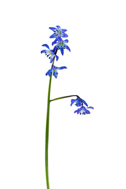 istock spring primrose, snowdrop flower with stem, isolated on a white background 1487835423