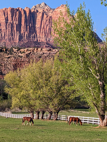 Springtime 2023 in Rockville Utah and horses in green pastures below Zion National Park