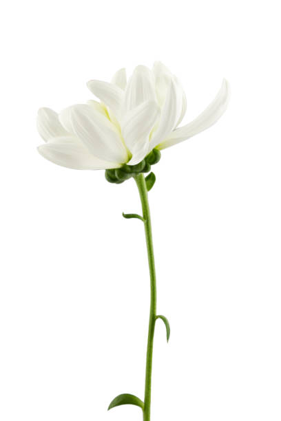 istock a delicate white chrysanthemum flower with a stem, isolated on a white background 1487835429