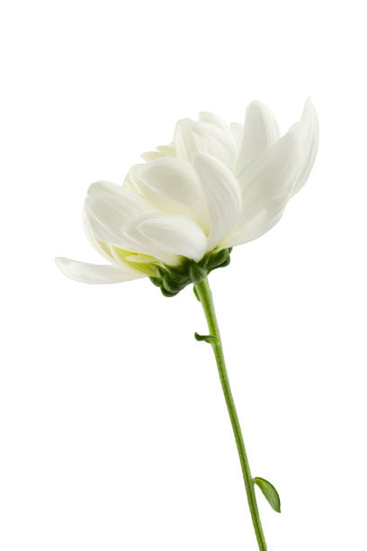 istock a delicate white chrysanthemum flower with a stem, isolated on a white background 1487835430