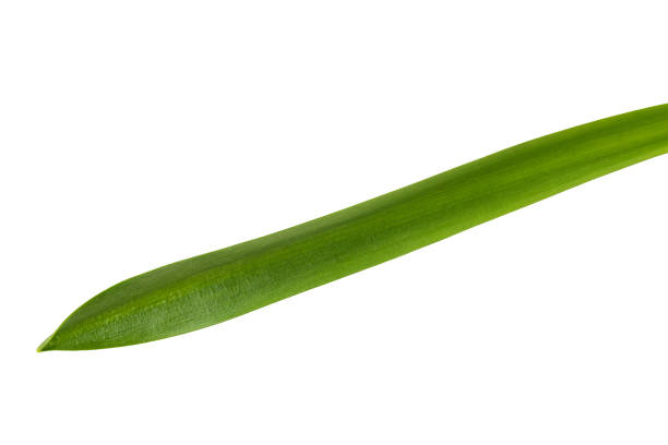 istock spring primrose, snowdrop flower with stem, isolated on a white background 1487835437