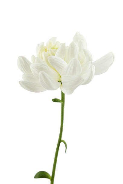 istock a delicate white chrysanthemum flower with a stem, isolated on a white background 1487835442