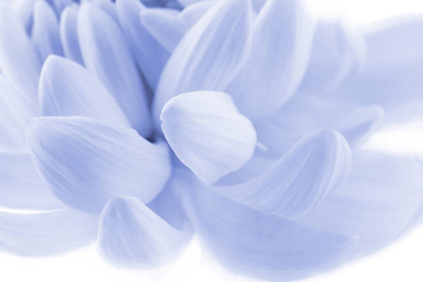 delicate white chrysanthemum petals, floral background, place for text