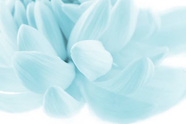 delicate white chrysanthemum petals, floral background, place for text